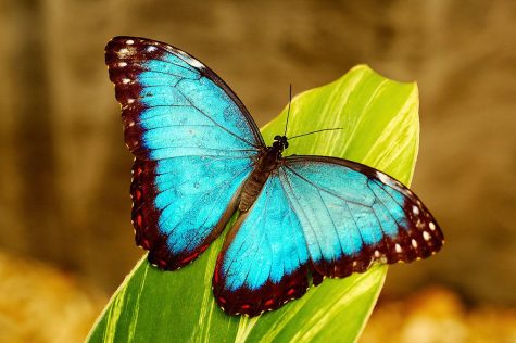 “Bee” mindful of the importance of our butterflies and other insects