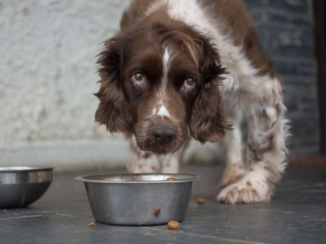 The PACT Act: The House passes a bill that makes animal cruelty a felony