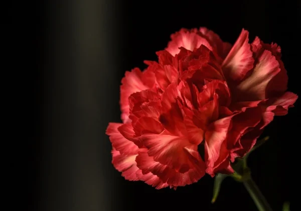 Dianthus Red Flower (Creative Commons)